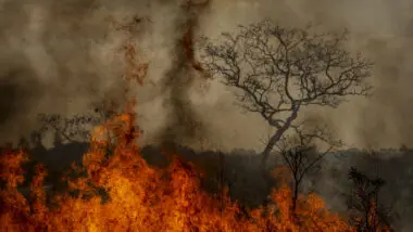 Queimadas são as piores em 14 anos na Amazônia e no Brasil.